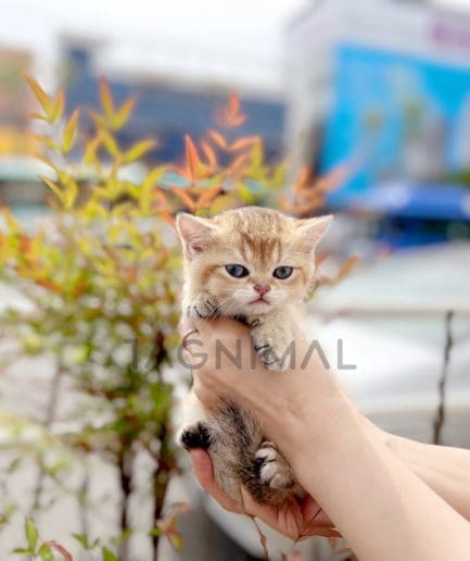 British shorthair