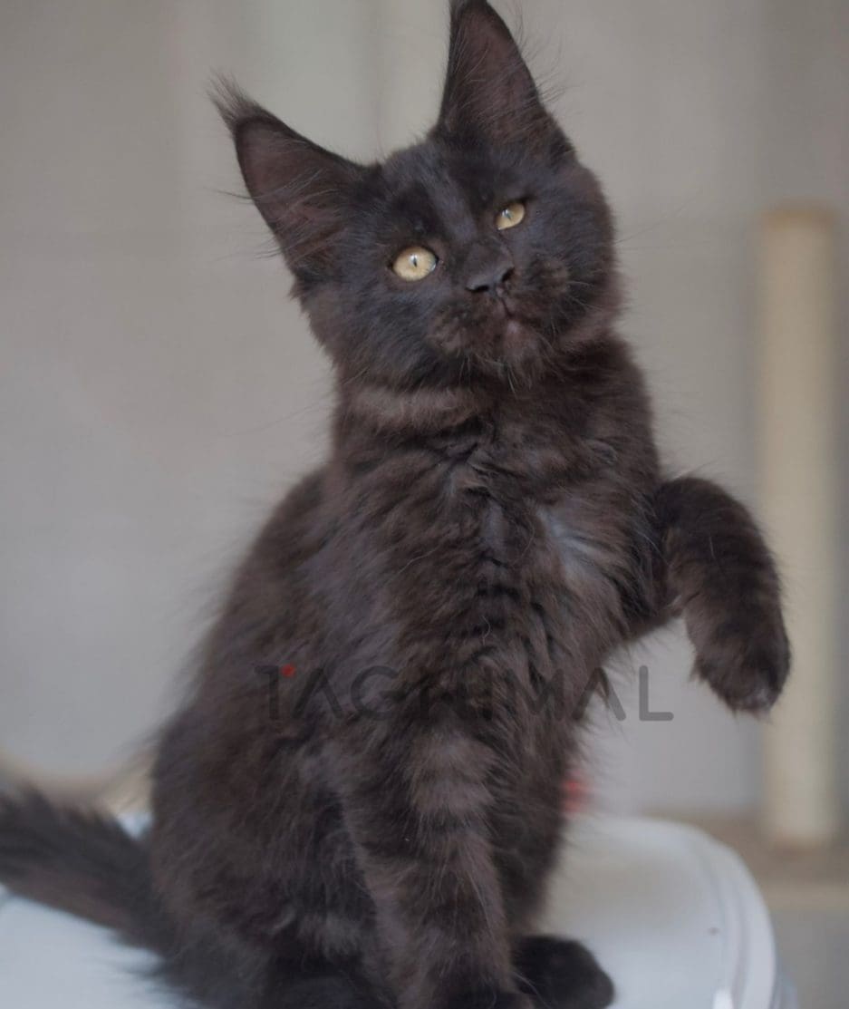 Maine coon kitten for sale, cat for sale at Tagnimal