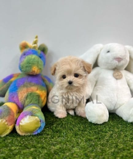 Maltipoo puppy for sale, dog for sale at Tagnimal