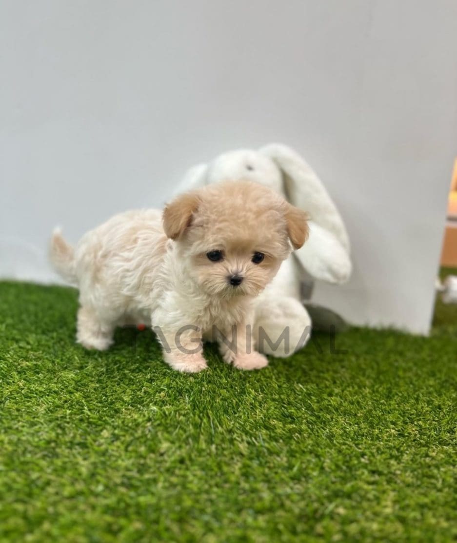 Maltipoo puppy for sale, dog for sale at Tagnimal