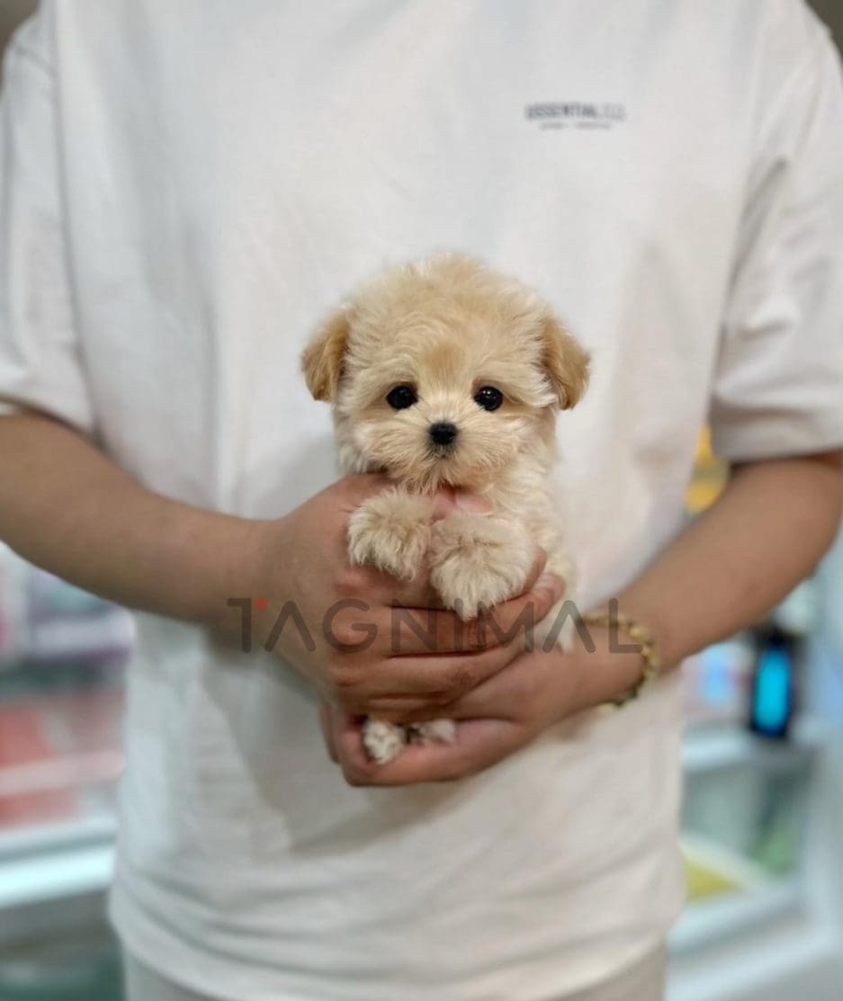 Maltipoo puppy for sale, dog for sale at Tagnimal