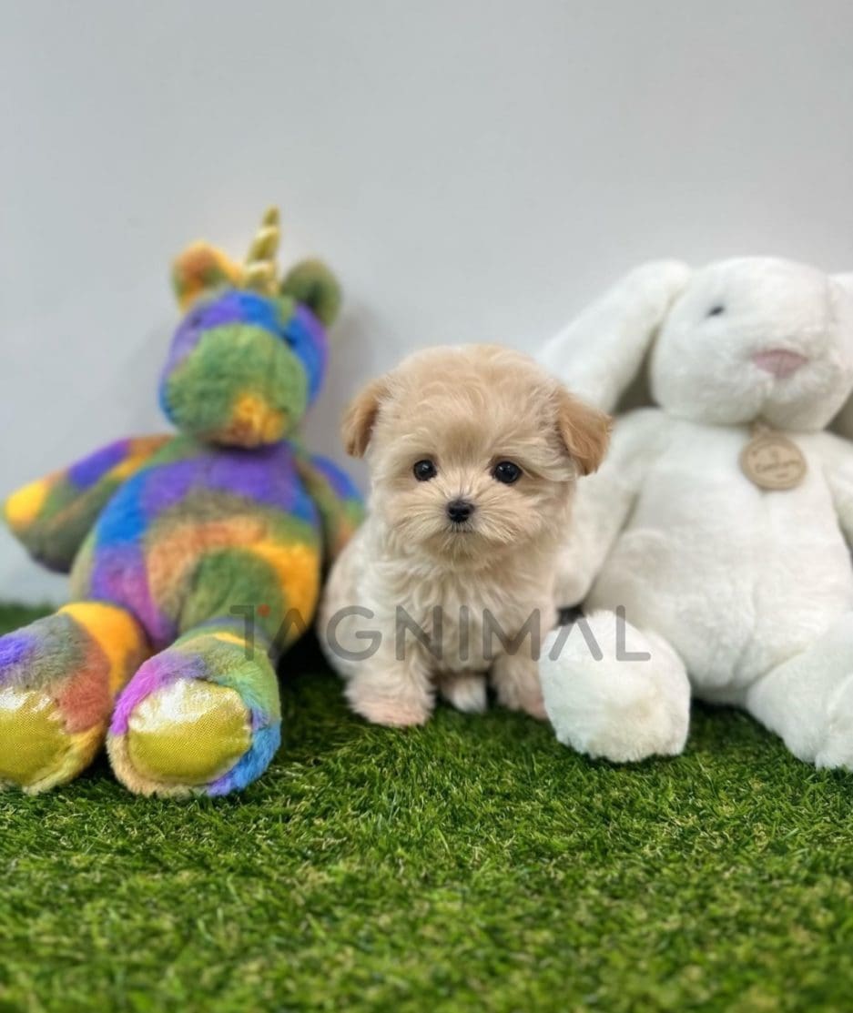 Maltipoo puppy for sale, dog for sale at Tagnimal