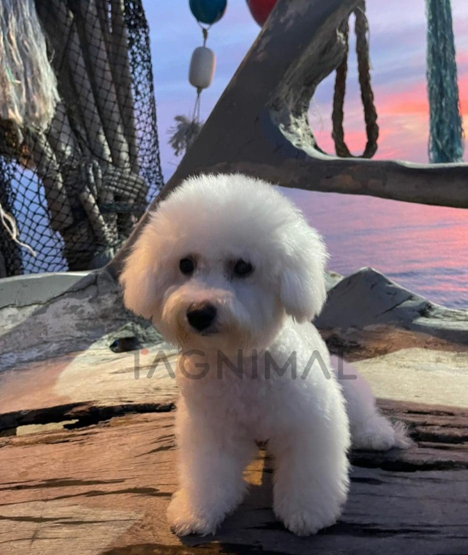 Bichon puppy for sale, dog for sale at Tagnimal