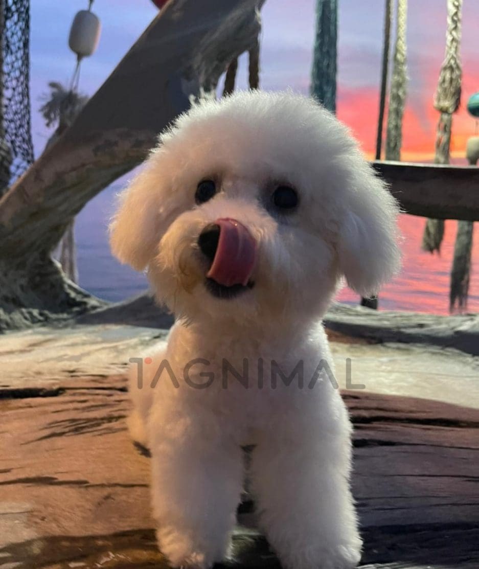 Bichon puppy for sale, dog for sale at Tagnimal