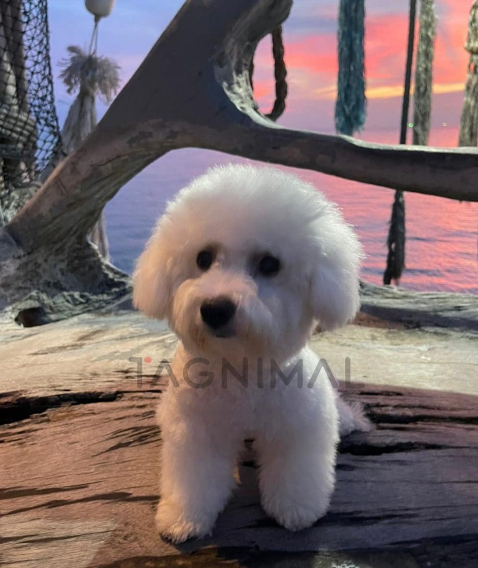 Bichon puppy for sale, dog for sale at Tagnimal