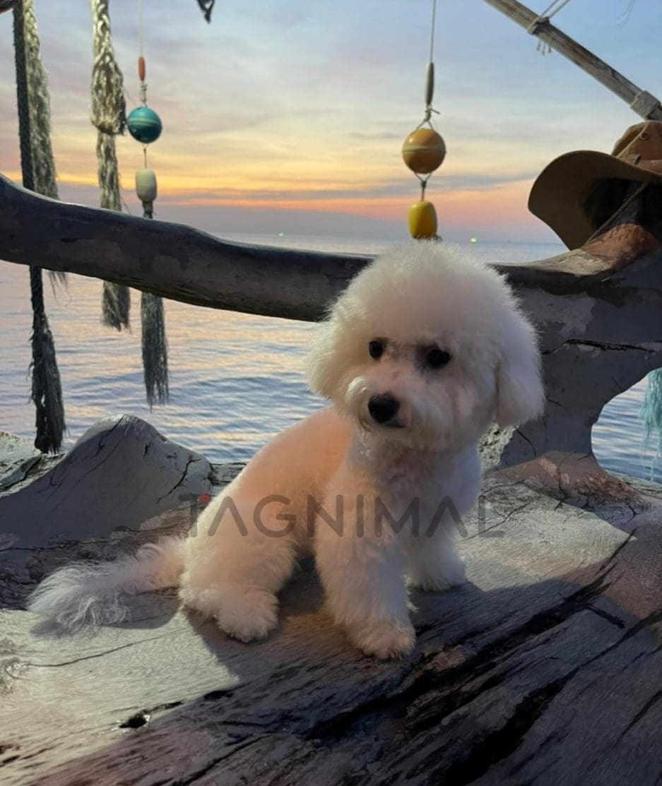 Bichon puppy for sale, dog for sale at Tagnimal