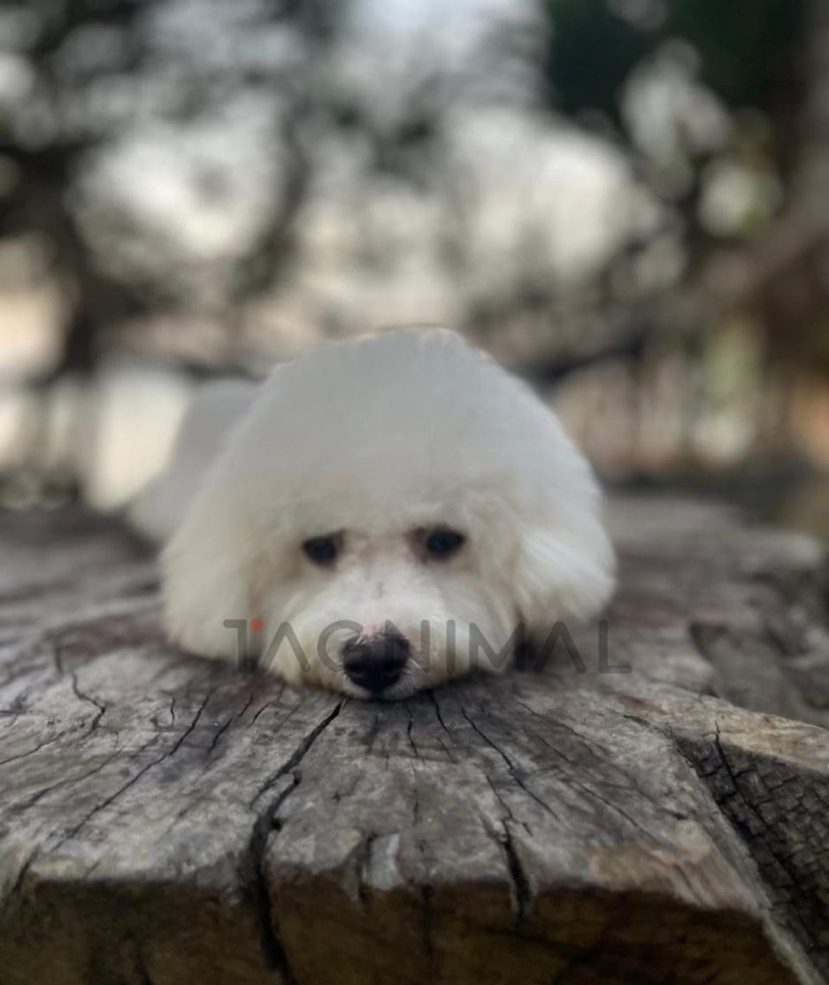 Bichon puppy for sale, dog for sale at Tagnimal