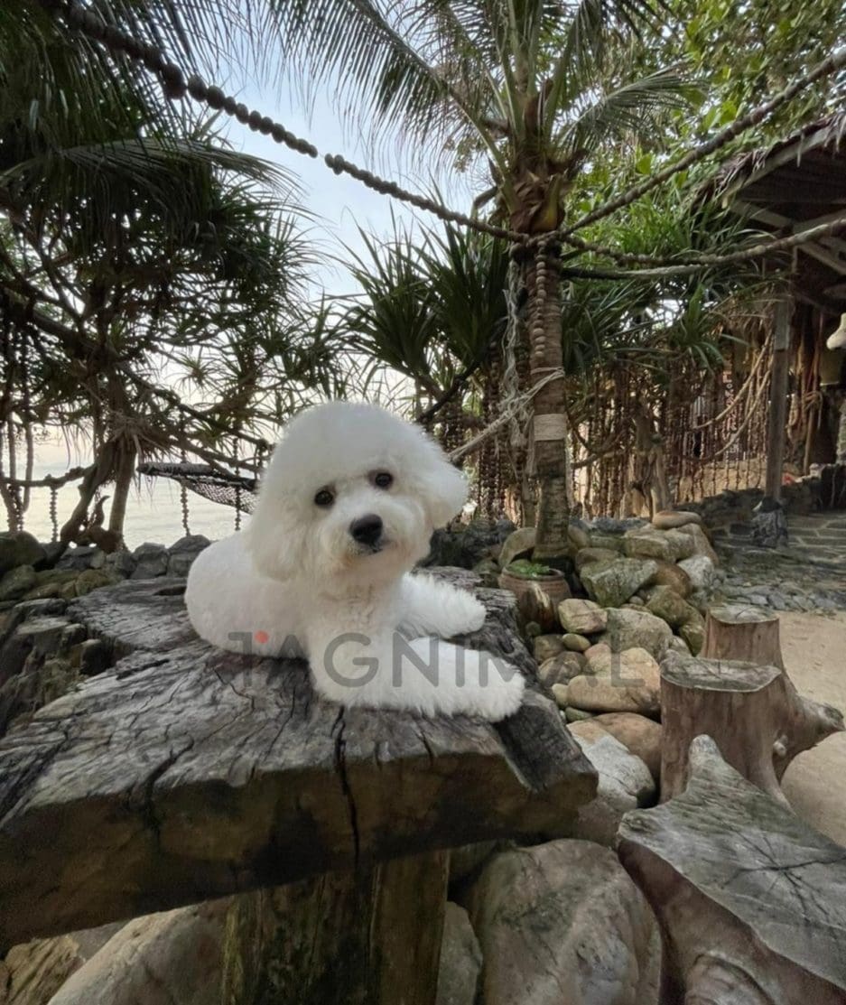 Bichon puppy for sale, dog for sale at Tagnimal