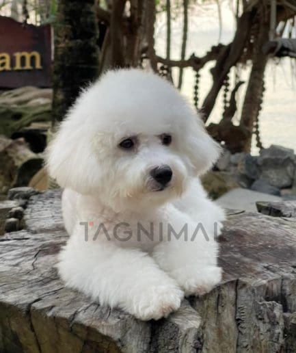 Bichon puppy for sale, dog for sale at Tagnimal