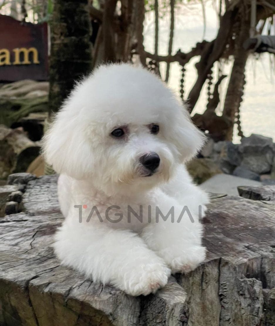 Bichon puppy for sale, dog for sale at Tagnimal