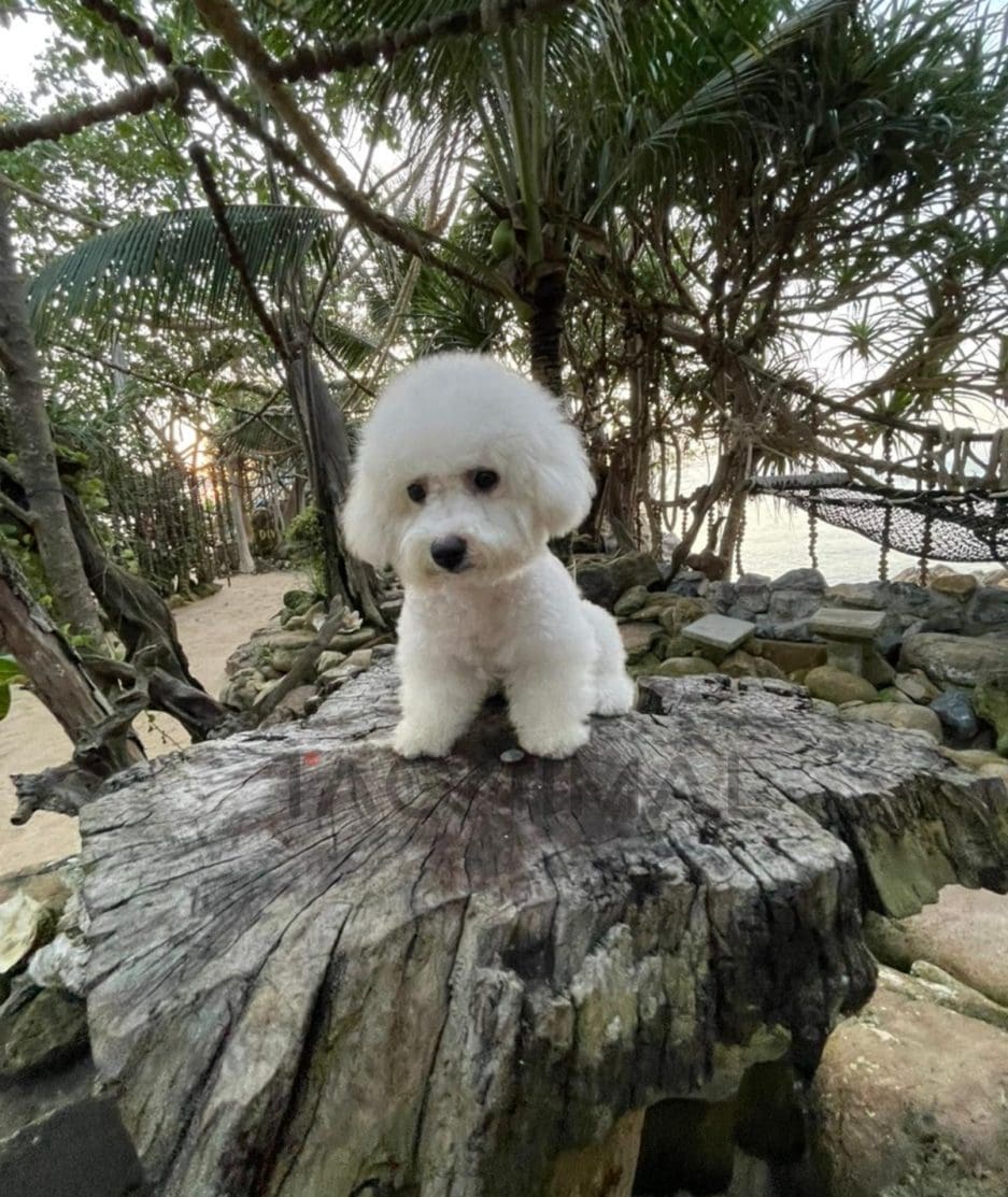 Bichon puppy for sale, dog for sale at Tagnimal