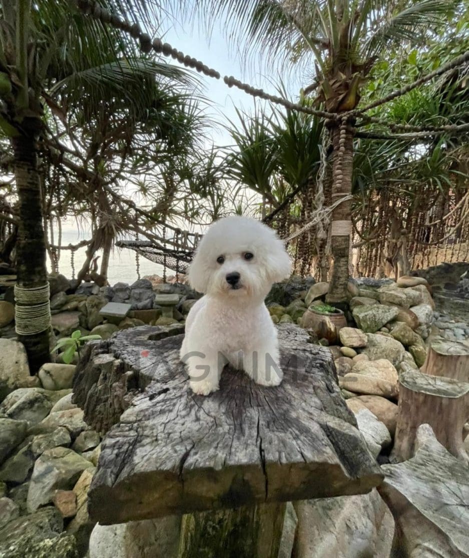 Bichon puppy for sale, dog for sale at Tagnimal