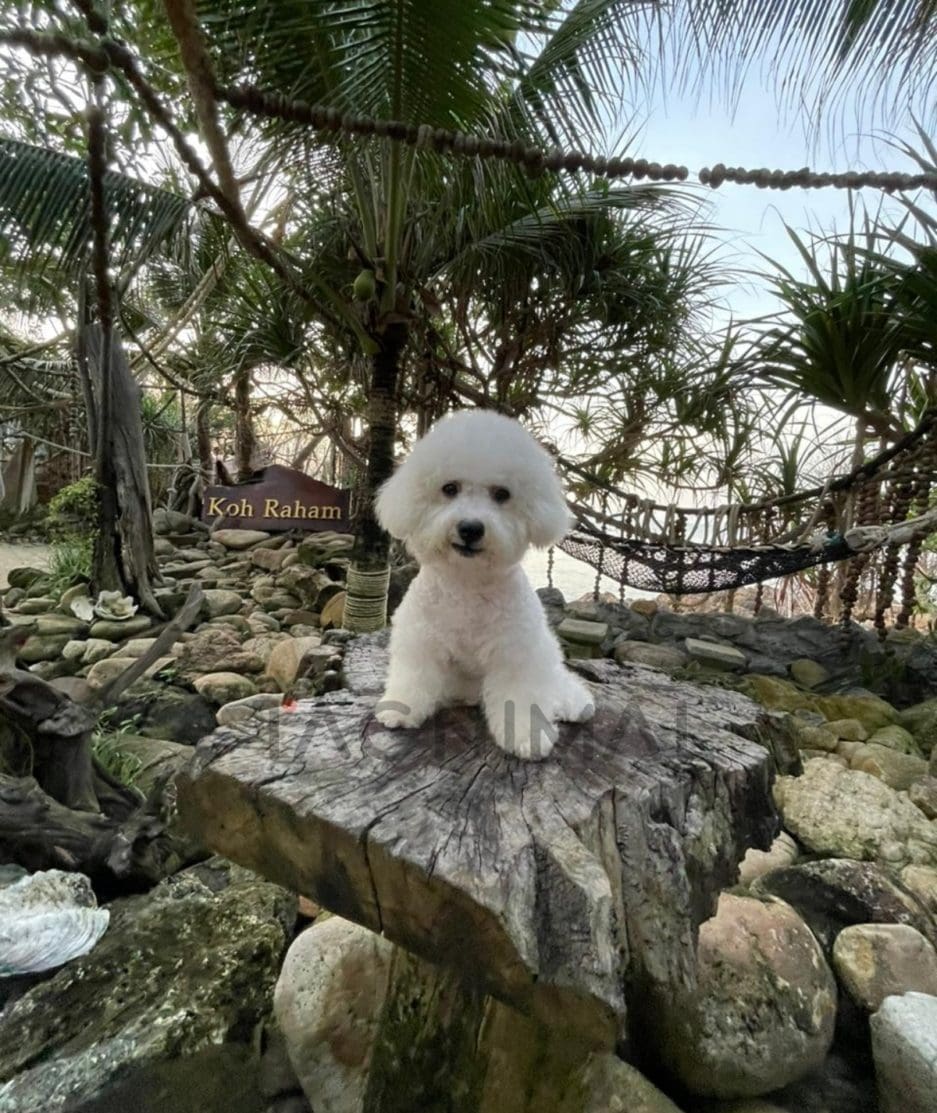 Bichon puppy for sale, dog for sale at Tagnimal