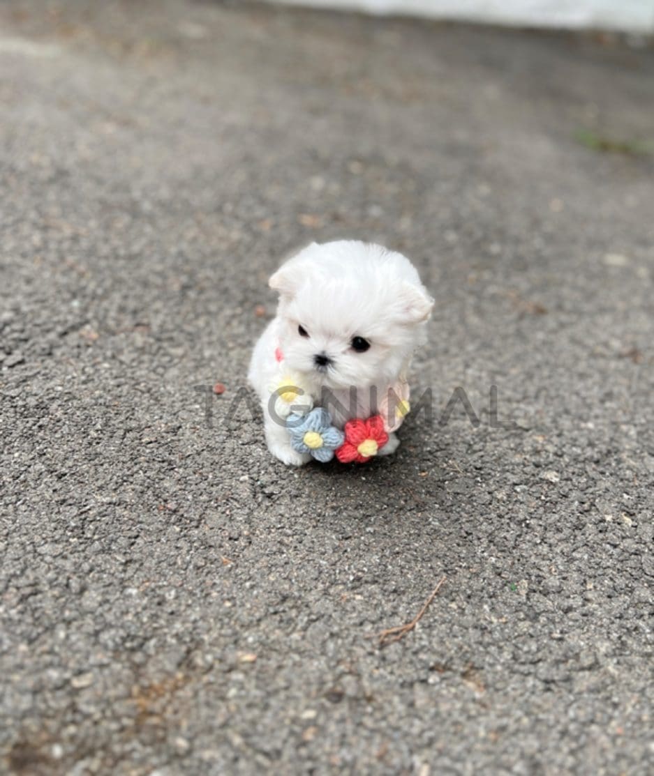 Maltese puppy for sale, dog for sale at Tagnimal