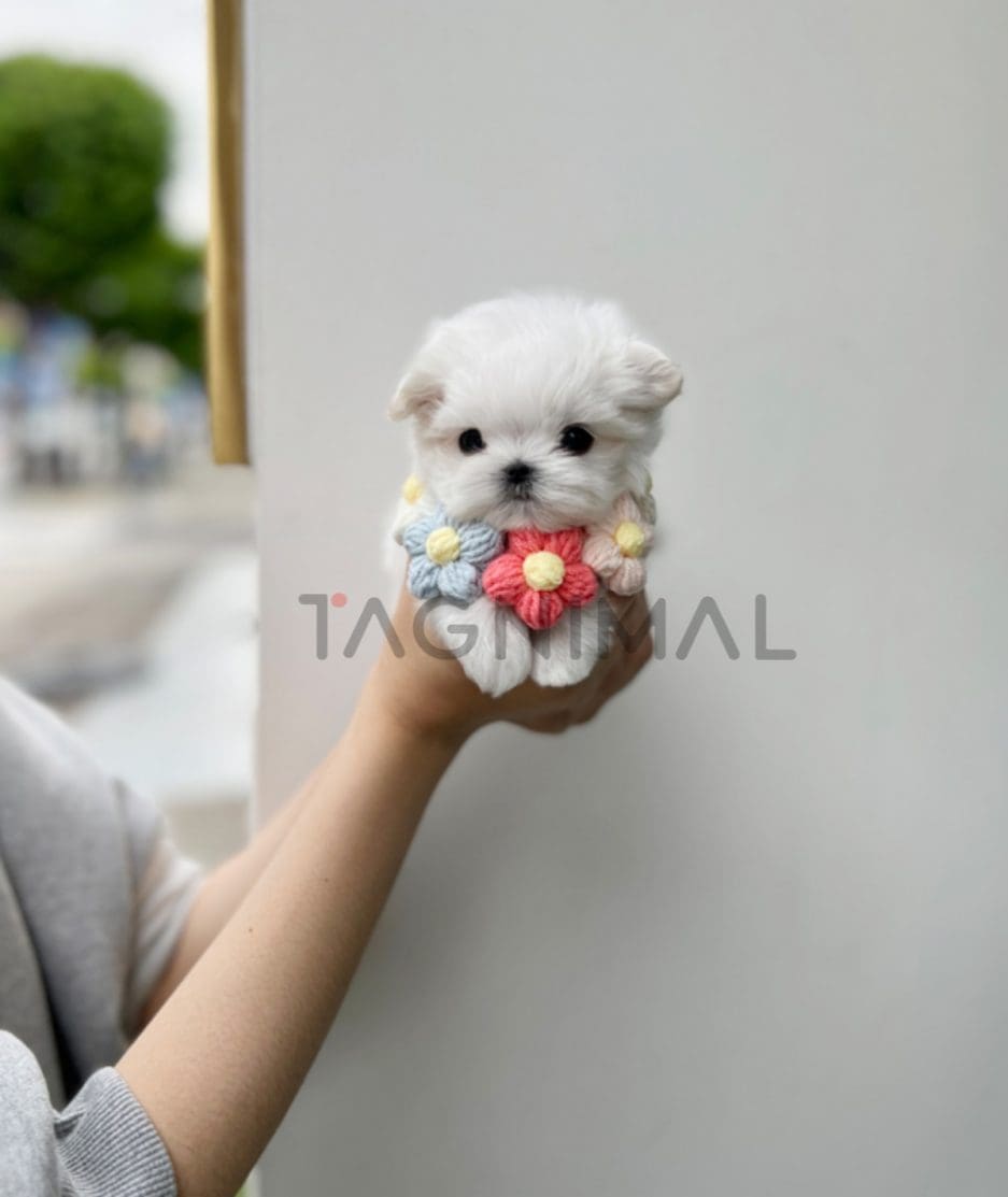 Maltese puppy for sale, dog for sale at Tagnimal