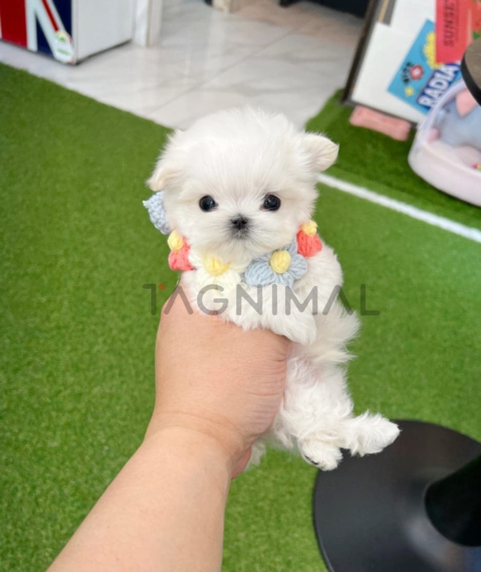 Maltese puppy for sale, dog for sale at Tagnimal