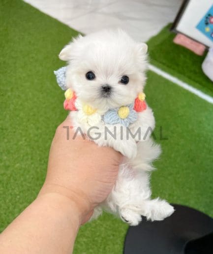 Maltese puppy for sale, dog for sale at Tagnimal