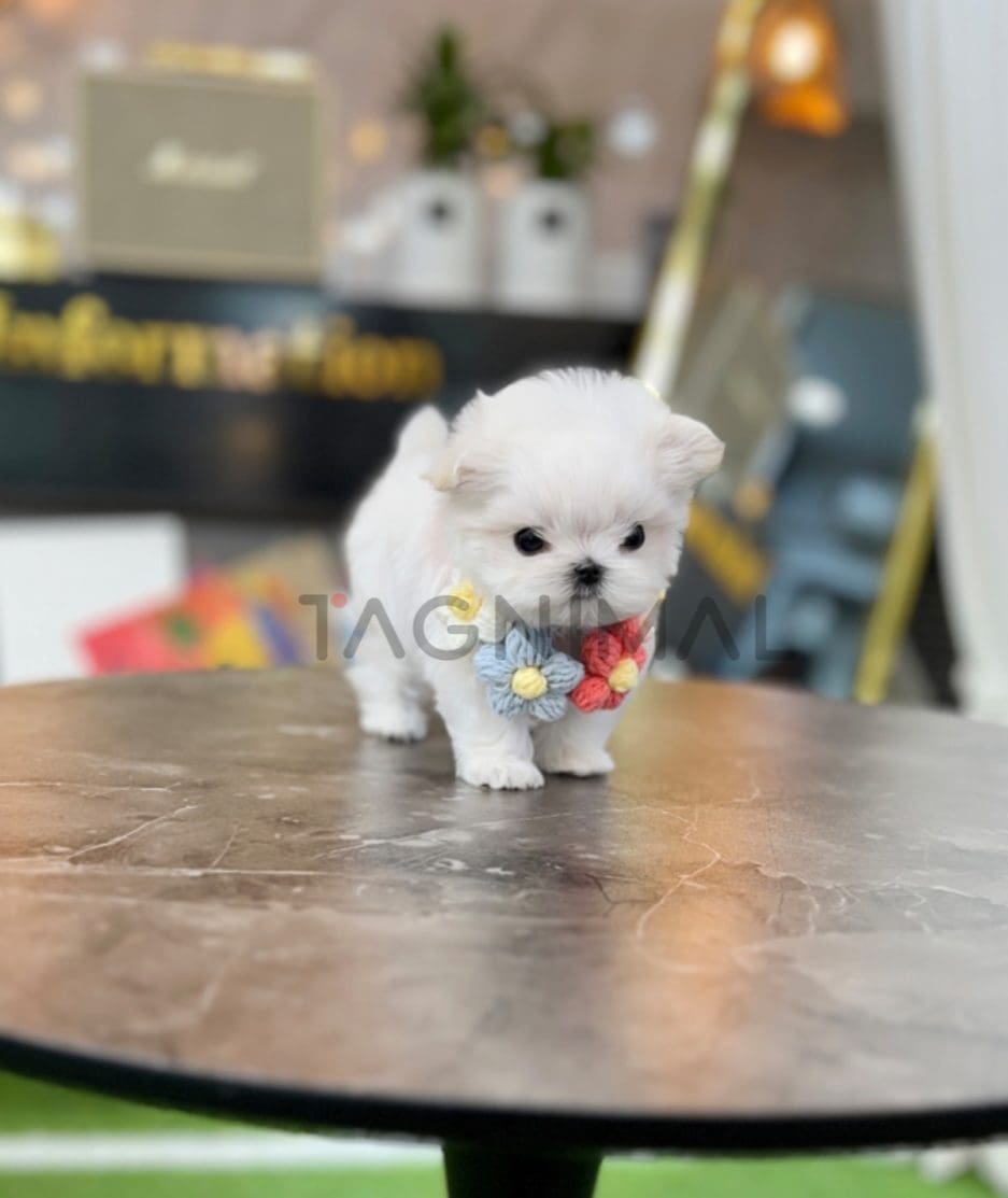 Maltese puppy for sale, dog for sale at Tagnimal