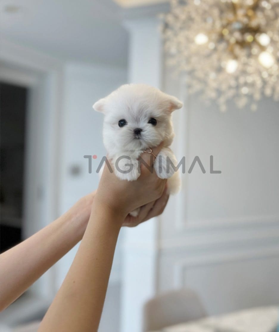 Maltese puppy for sale, dog for sale at Tagnimal