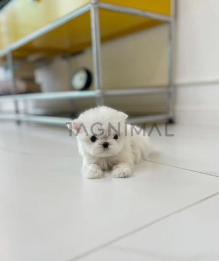 Maltese puppy for sale, dog for sale at Tagnimal