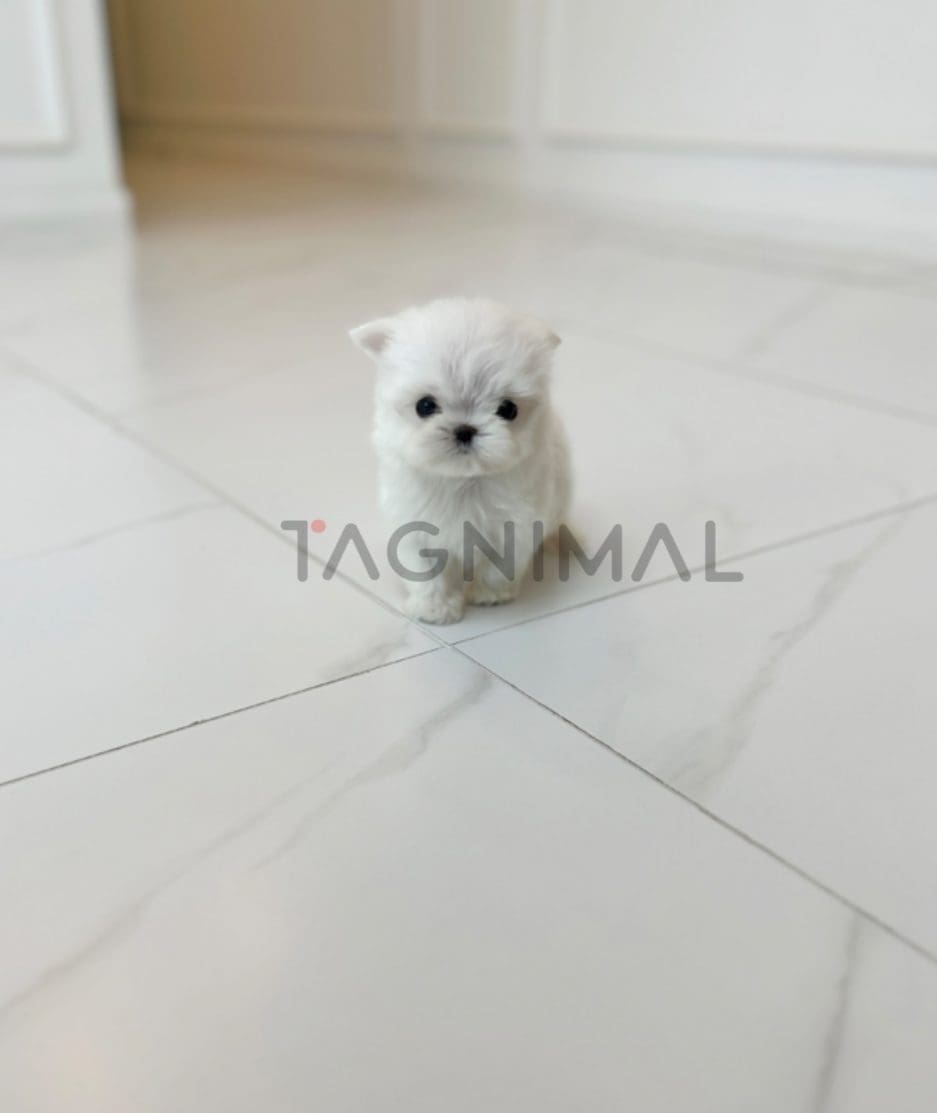 Maltese puppy for sale, dog for sale at Tagnimal