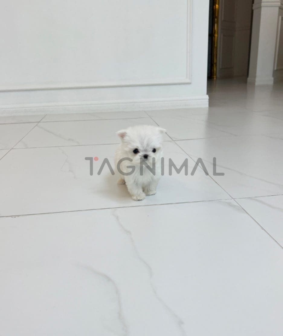 Maltese puppy for sale, dog for sale at Tagnimal