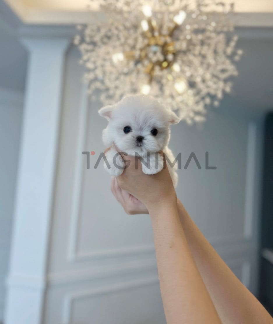 Maltese puppy for sale, dog for sale at Tagnimal