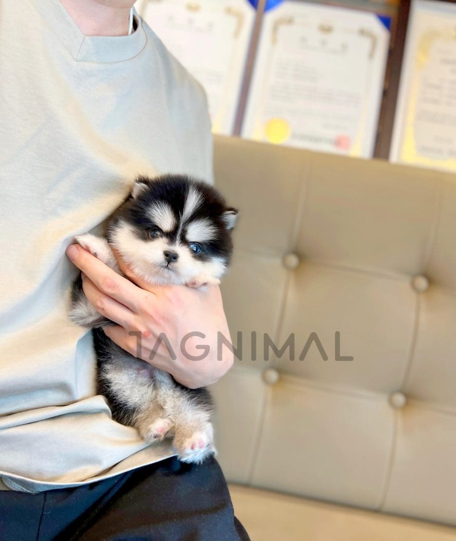 Pomsky puppy for sale, dog for sale at Tagnimal