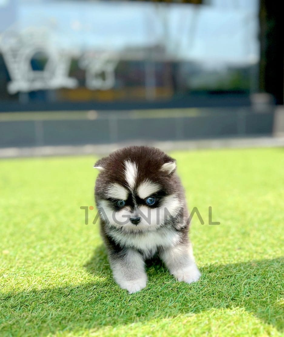 Pomsky puppy for sale, dog for sale at Tagnimal