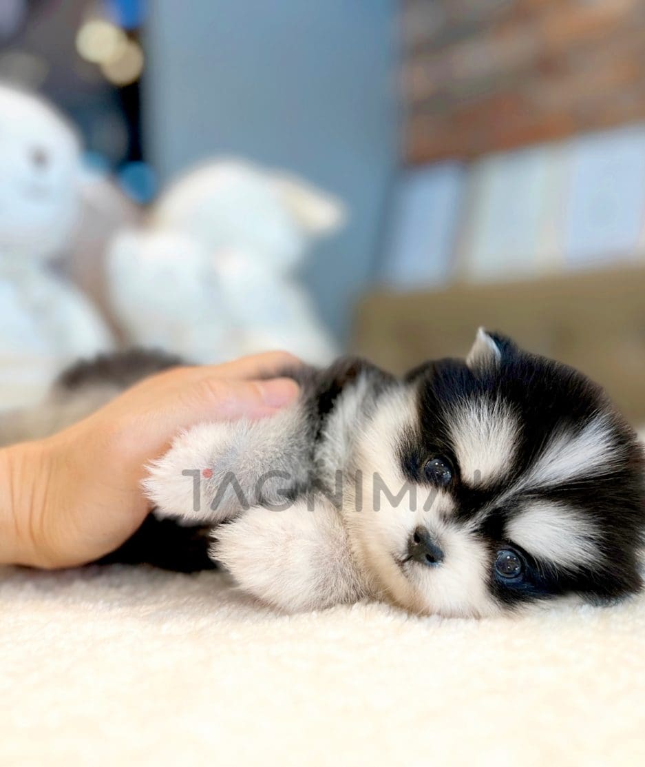 Pomsky puppy for sale, dog for sale at Tagnimal