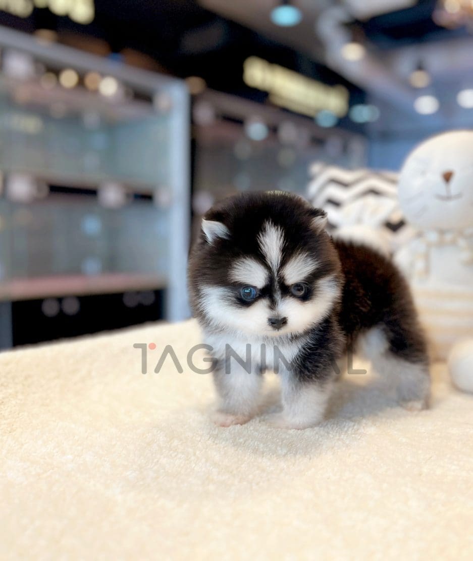 Pomsky puppy for sale, dog for sale at Tagnimal