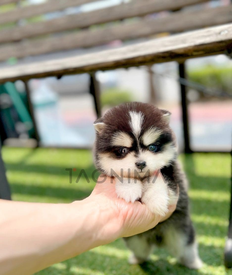 Pomsky puppy for sale, dog for sale at Tagnimal