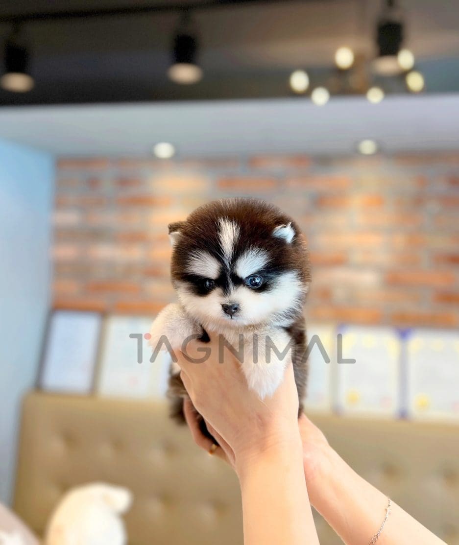 Pomsky puppy for sale, dog for sale at Tagnimal