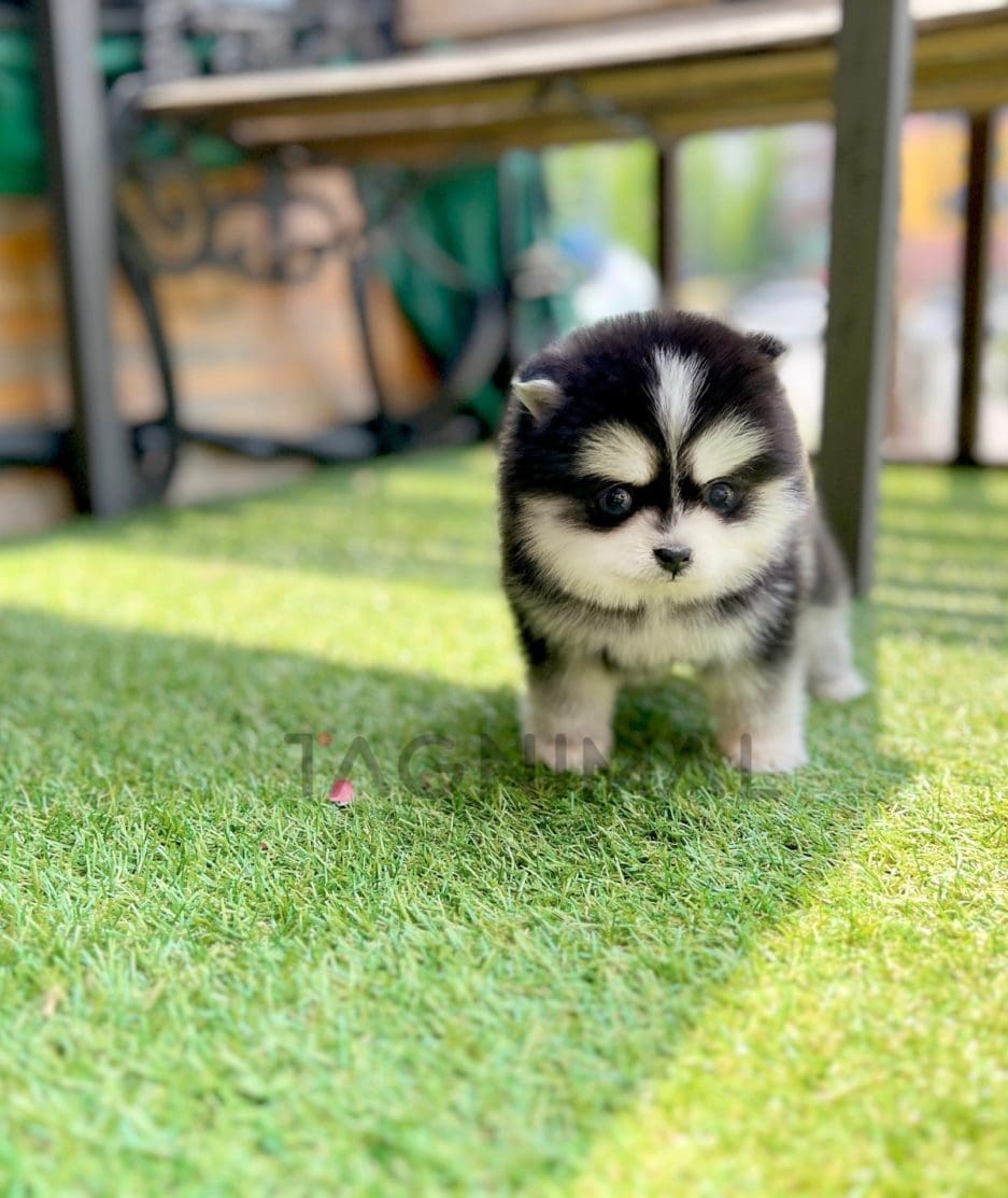 Pomsky puppy for sale, dog for sale at Tagnimal