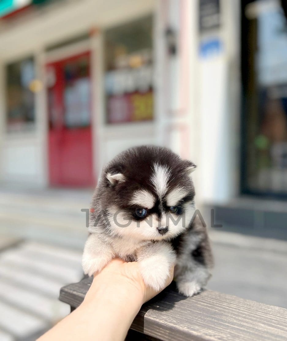 Pomsky puppy for sale, dog for sale at Tagnimal