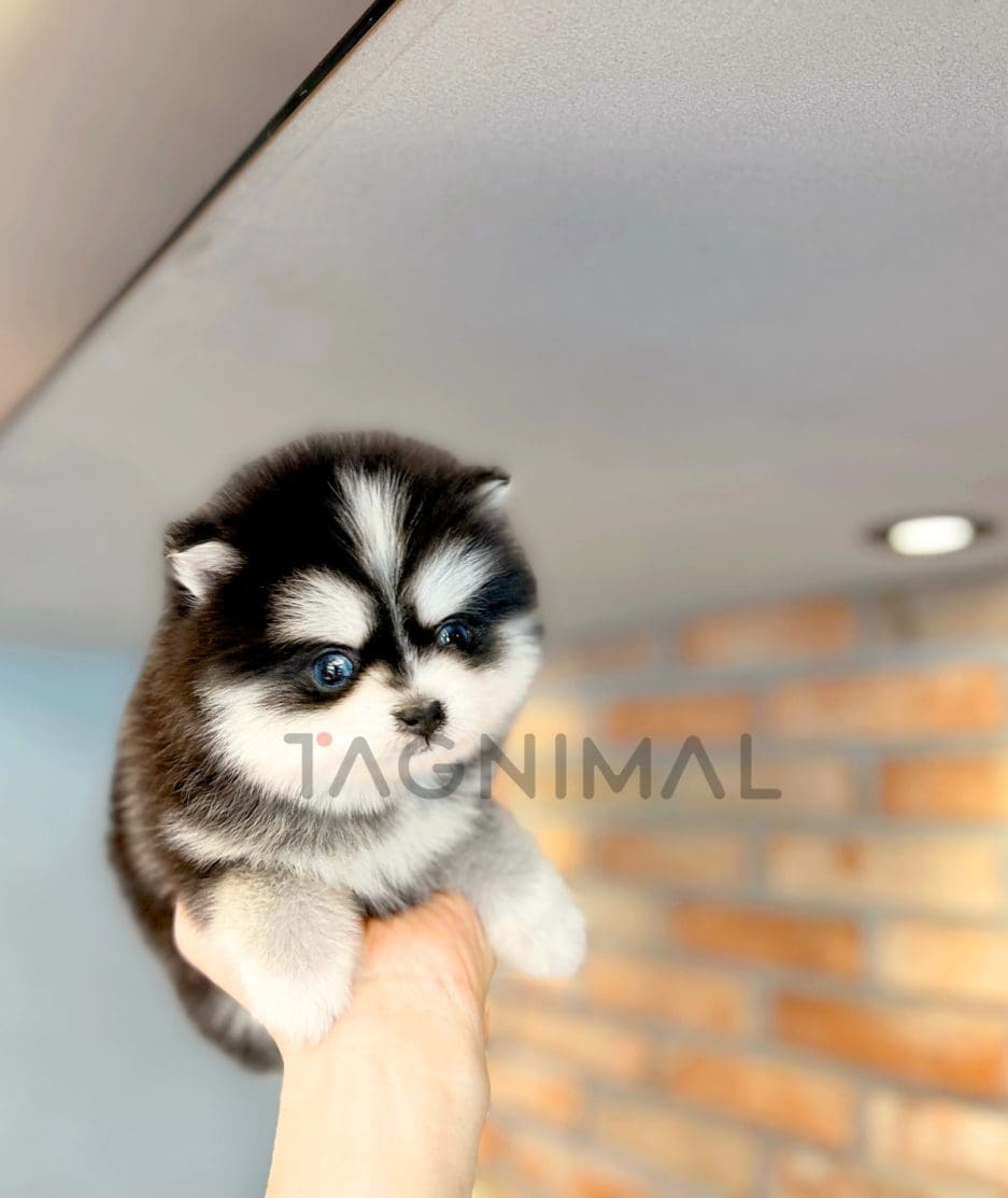 Pomsky puppy for sale, dog for sale at Tagnimal