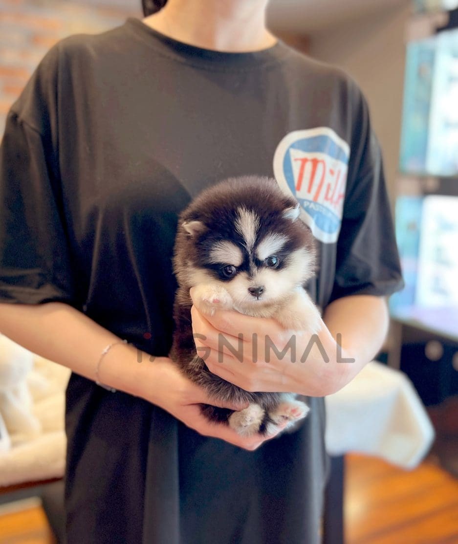 Pomsky puppy for sale, dog for sale at Tagnimal