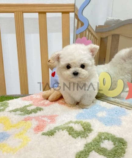 Bichon puppy for sale, dog for sale at Tagnimal