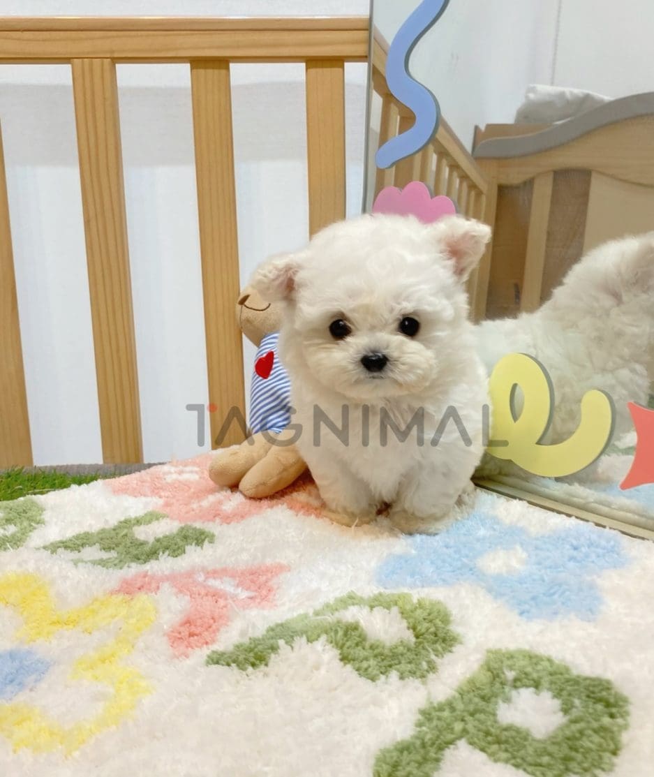 Bichon puppy for sale, dog for sale at Tagnimal