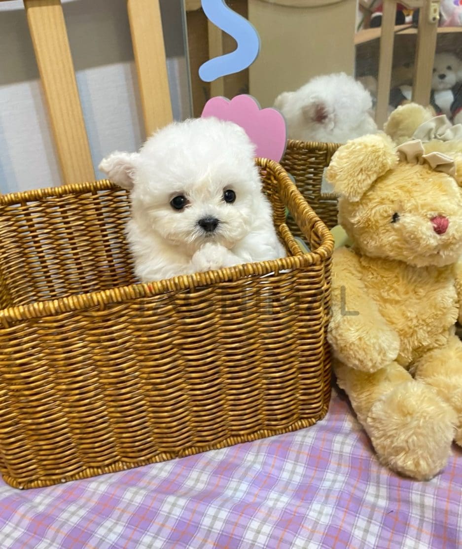 Bichon puppy for sale, dog for sale at Tagnimal