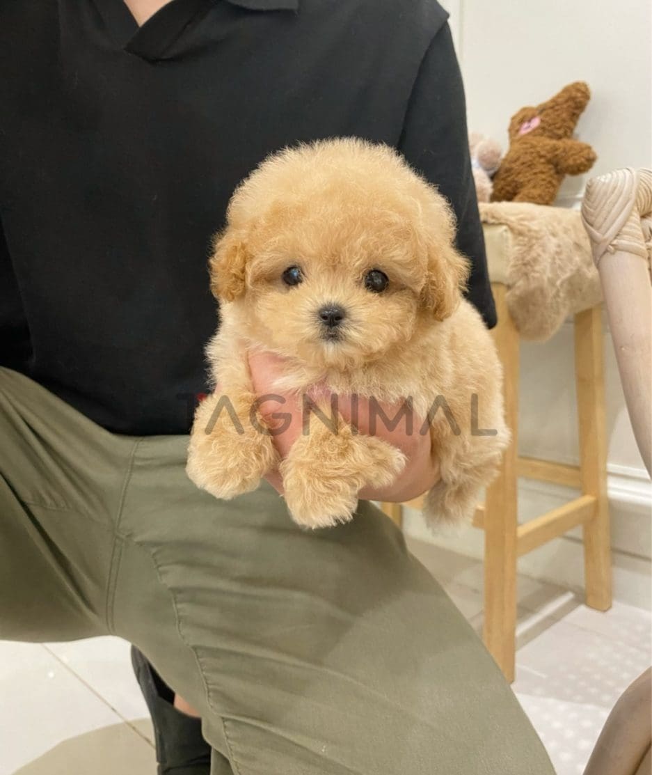 Poodle puppy for sale, dog for sale at Tagnimal