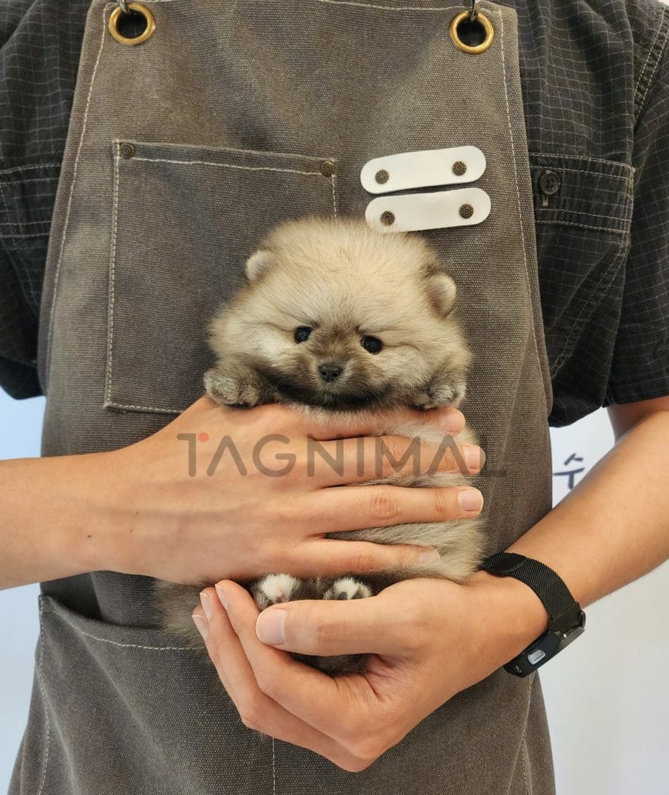 Pomeranian puppy for sale, dog for sale at Tagnimal