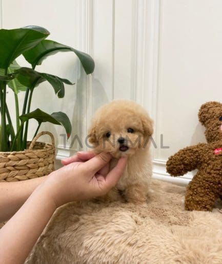 Poodle puppy for sale, dog for sale at Tagnimal