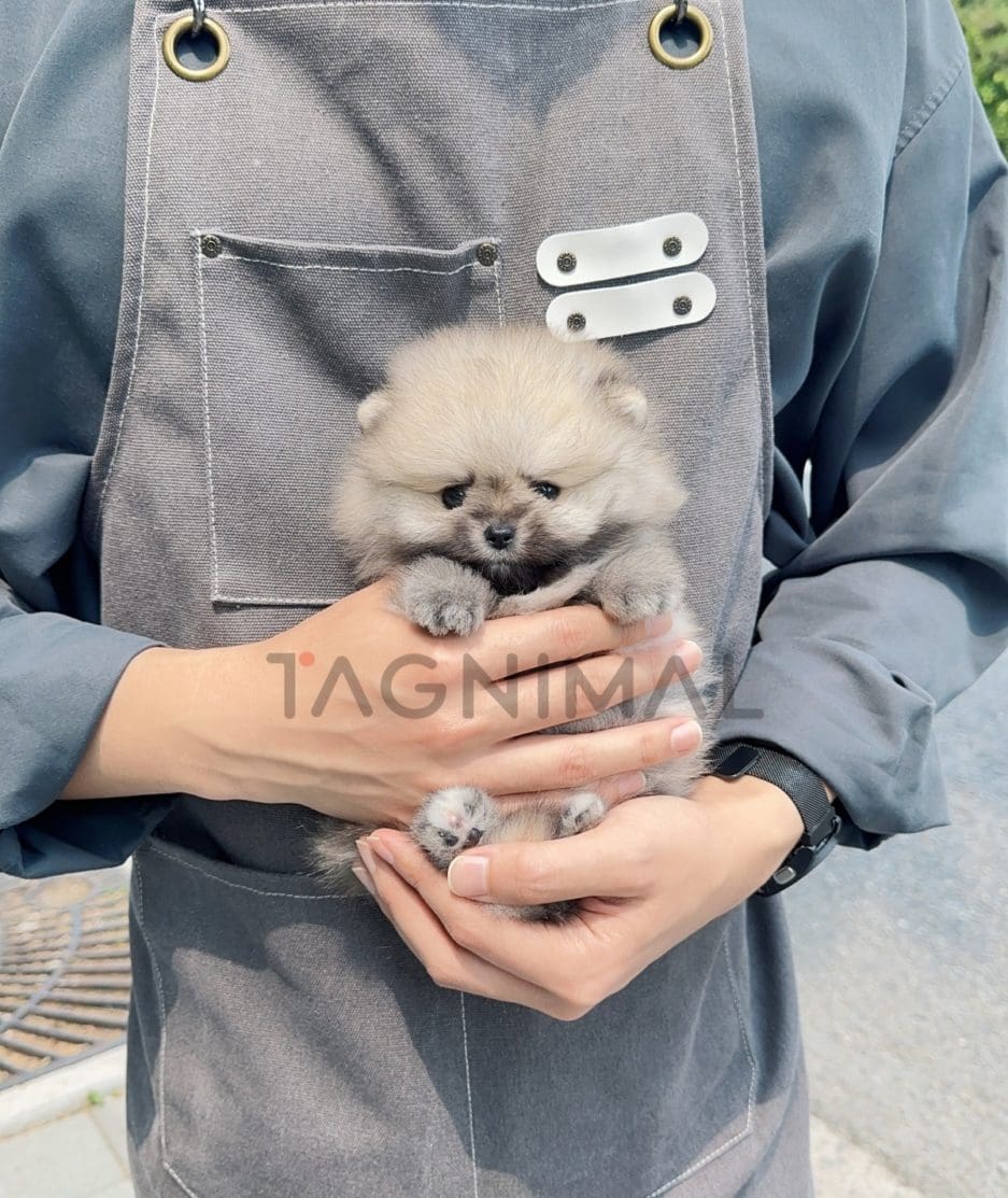 Pomeranian puppy for sale, dog for sale at Tagnimal