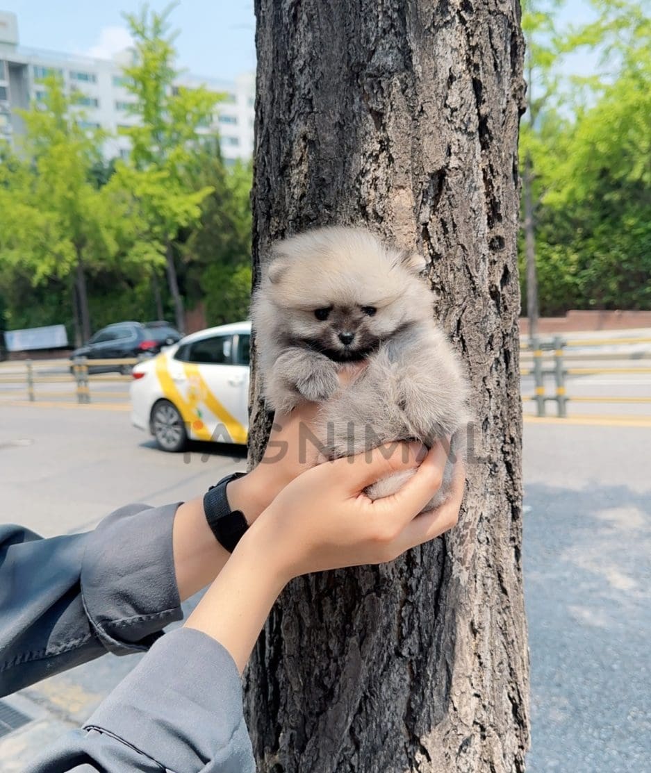 Pomeranian puppy for sale, dog for sale at Tagnimal