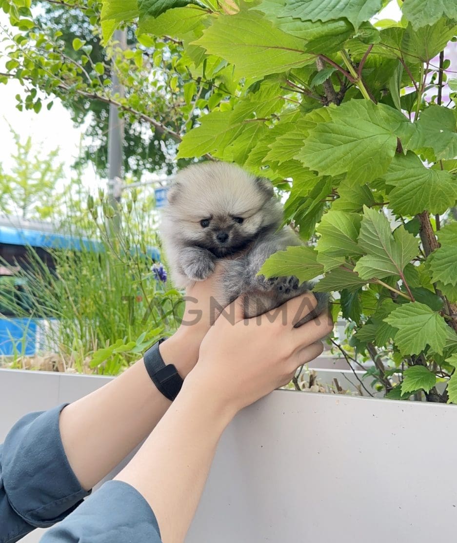 Pomeranian puppy for sale, dog for sale at Tagnimal