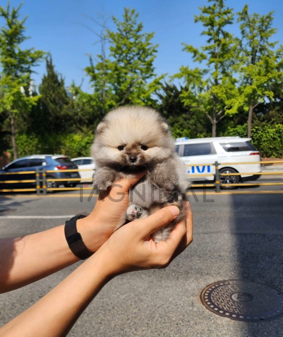 Pomeranian puppy for sale, dog for sale at Tagnimal