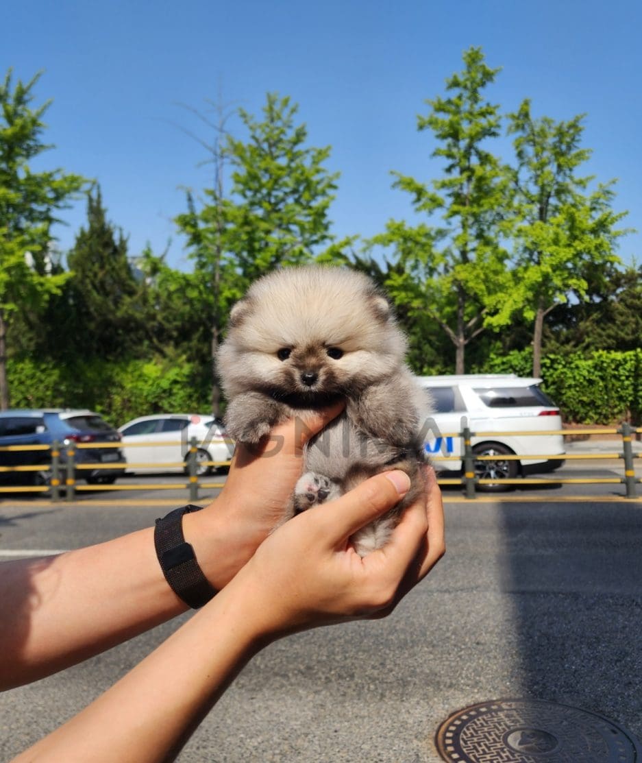 Pomeranian puppy for sale, dog for sale at Tagnimal