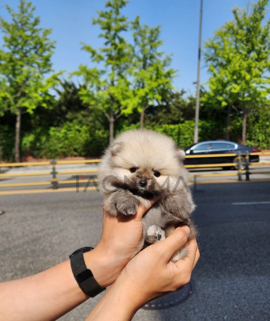 Pomeranian puppy for sale, dog for sale at Tagnimal