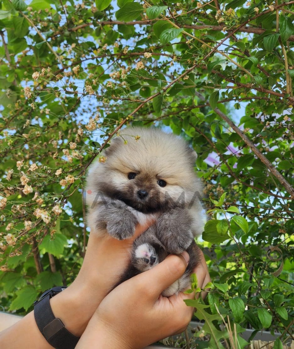 Pomeranian puppy for sale, dog for sale at Tagnimal